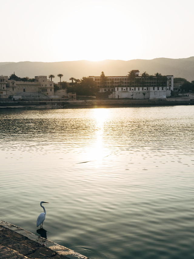 egret-bird-pushkar-lake-rajasthan-india (1)