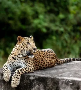 Leopard-Safari-Rajasthan