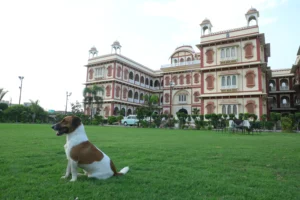 Pet-Friendly hotels in rajasthan