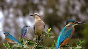 tal chappar bird sanctuary