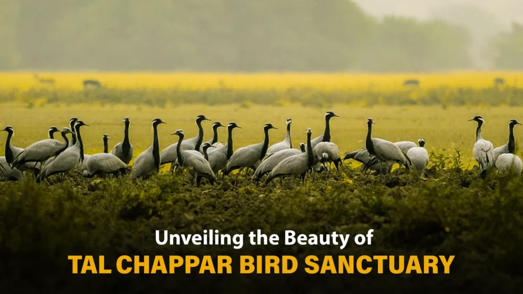 Tal Chappar Bird Sanctuary