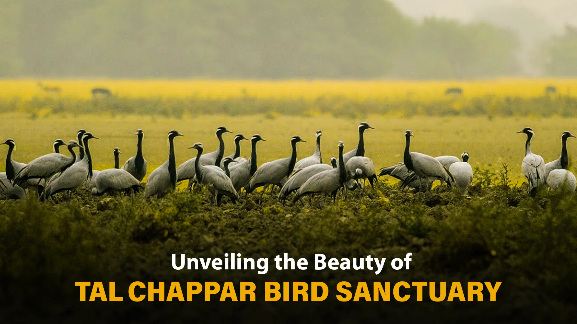 Unveiling the Magic of Tal Chapar Wildlife Sanctuary