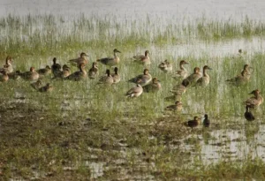 ram sagar wildlife sanctuary 