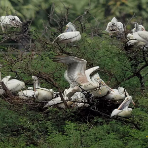 Badopal Bird Sanctuary: Where Desert and Wetlands Converge